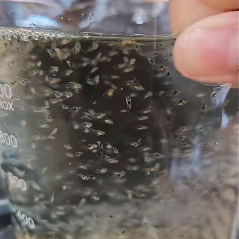kolik biomédia na galon